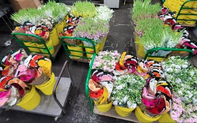 Walk-In Wholesale Flower Market In Connecticut