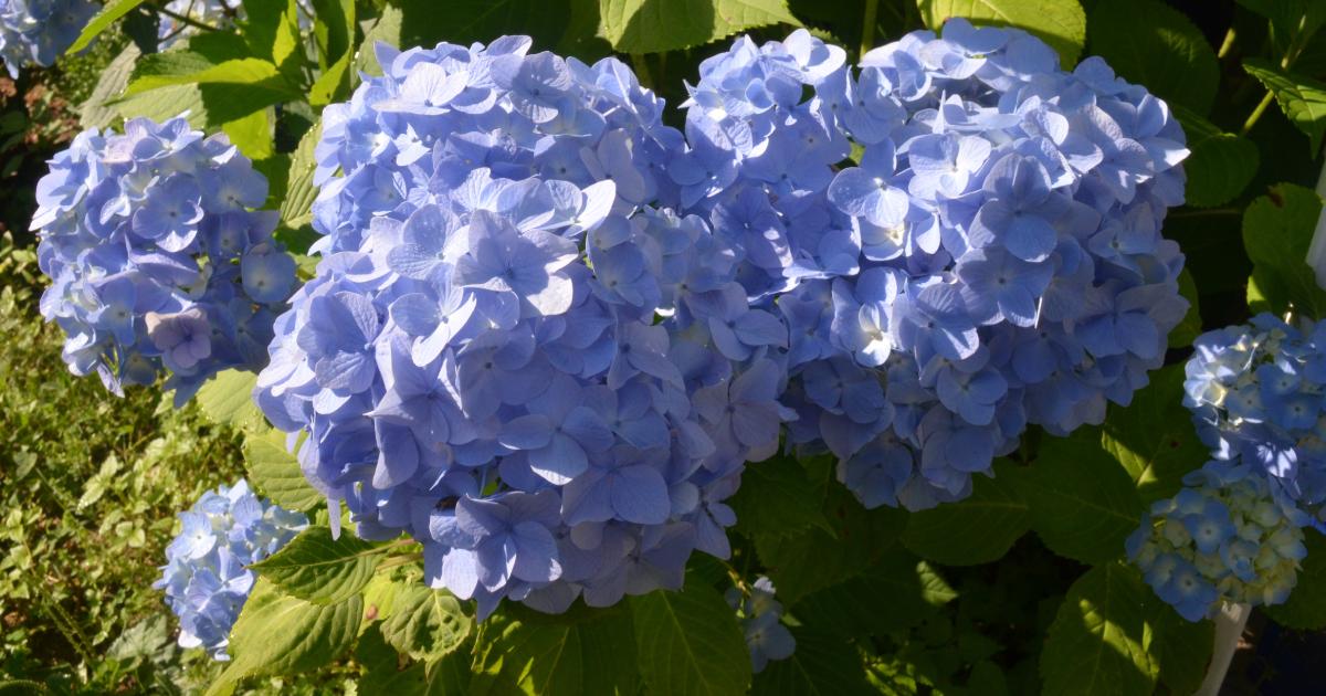 CT's best wholesale supplier of wedding flowers to florists and designers